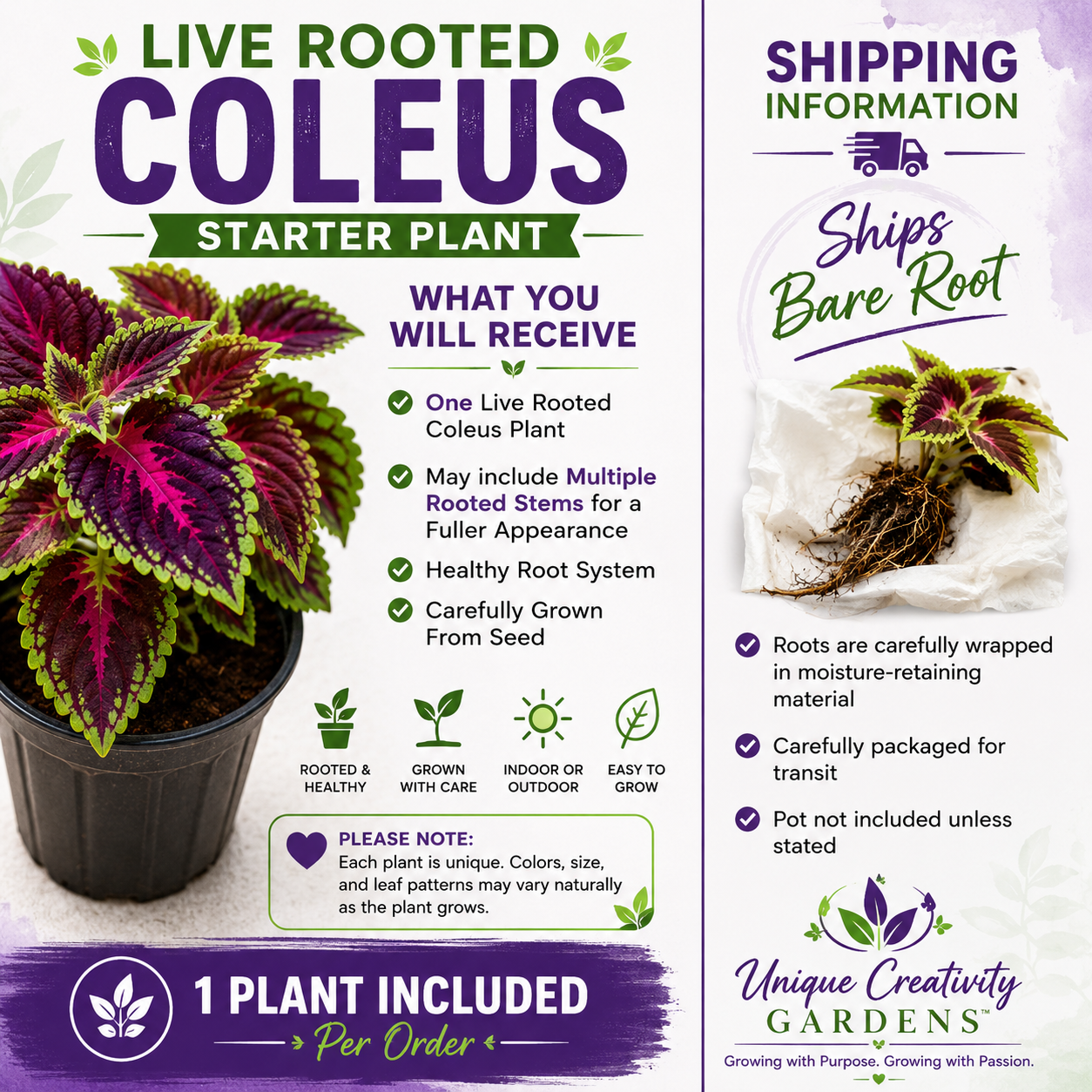 🌿 Colorful Coleus Starter Plant – Live Rooted Plant Grown From Seed