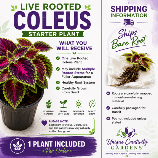 🌿 Colorful Coleus Starter Plant – Live Rooted Plant Grown From Seed